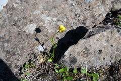 Ranunculus sulphureus