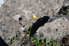 Ranunculus sulphureus