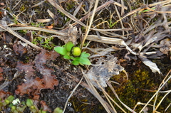 Ranunculus sulphureus