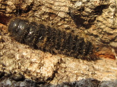 Cerogria janthinipennis