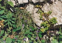 Campanula arvatica