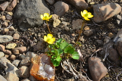 Ranunculus sulphureus