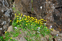 Ranunculus sulphureus