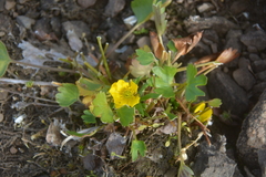 Ranunculus sulphureus