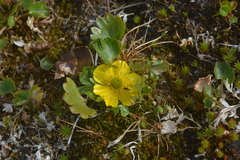Ranunculus sulphureus