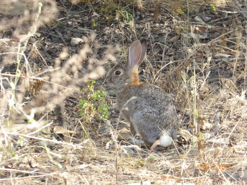 Desert Cottontail observed by hikingsandiego