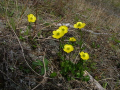 Ranunculus sulphureus