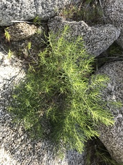 Peucephyllum schottii