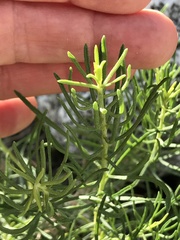 Peucephyllum schottii