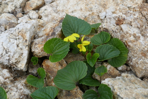 Image of Viola crassa by (c) Matt Scott, some rights reserved (CC BY)