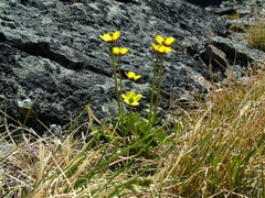 Ranunculus sulphureus
