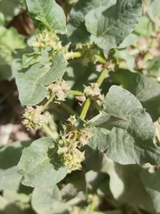 Rumex spinosus