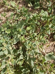 Rumex spinosus