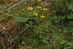 Ranunculus sulphureus