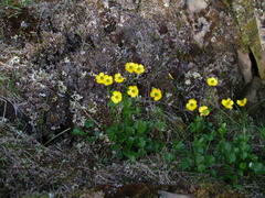 Ranunculus sulphureus