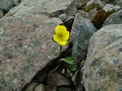 Ranunculus sulphureus