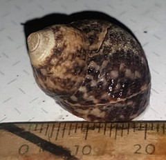 Vetigastropoda