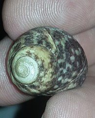 Vetigastropoda