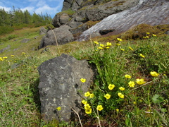 Ranunculus sulphureus
