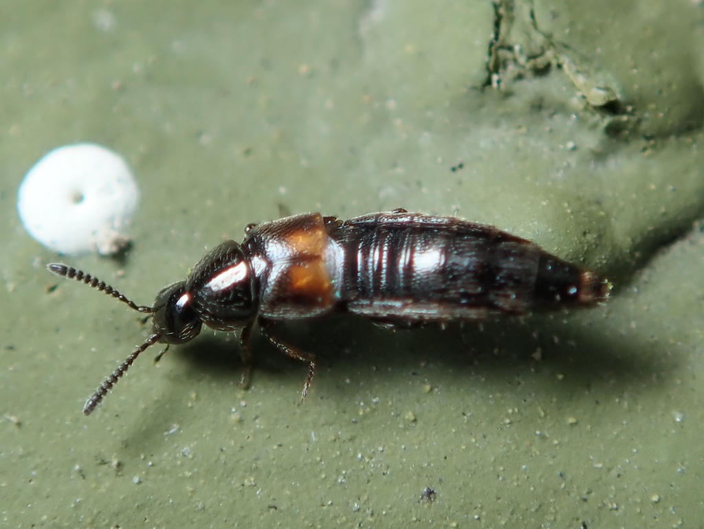 Aleochara bipustulata
