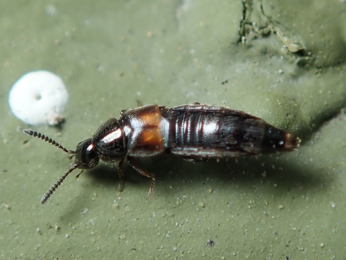 Representative image of Aleochara bipustulata