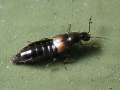 Aleochara bipustulata