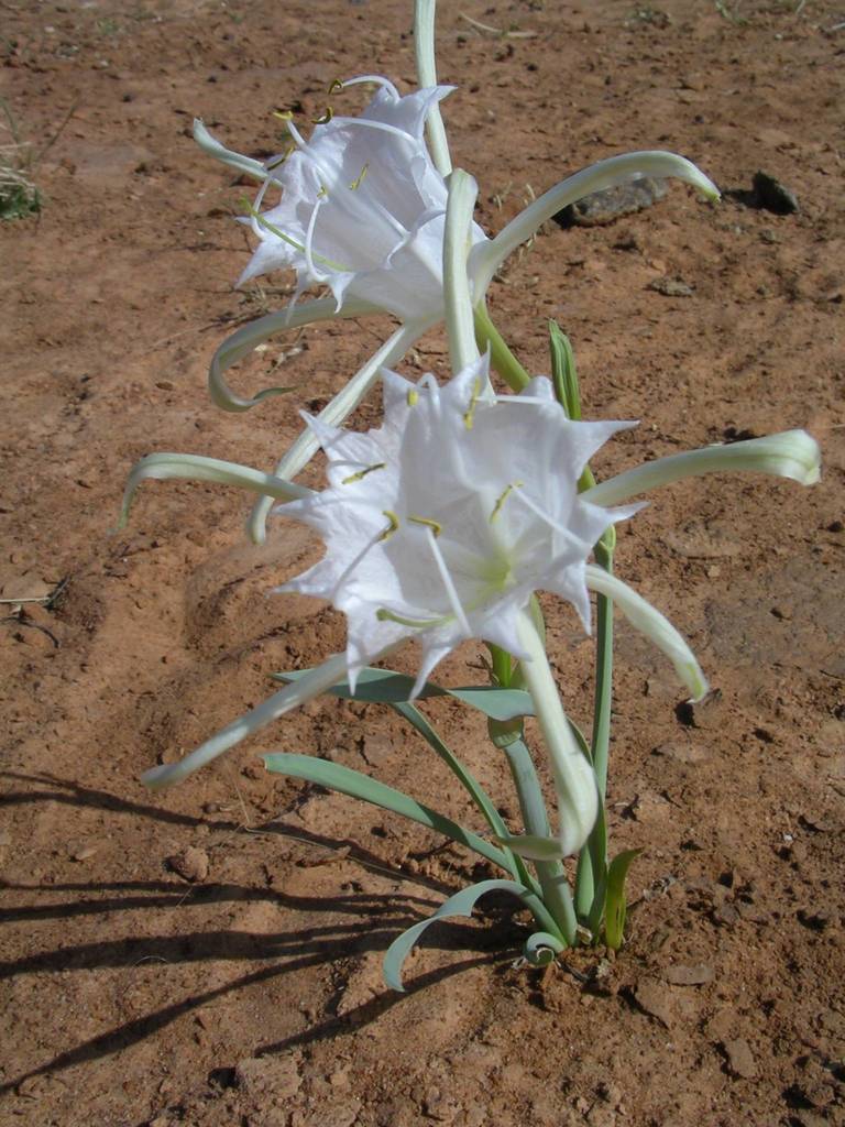 Pancratium trianthum