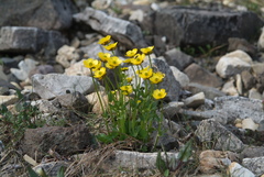 Ranunculus sulphureus