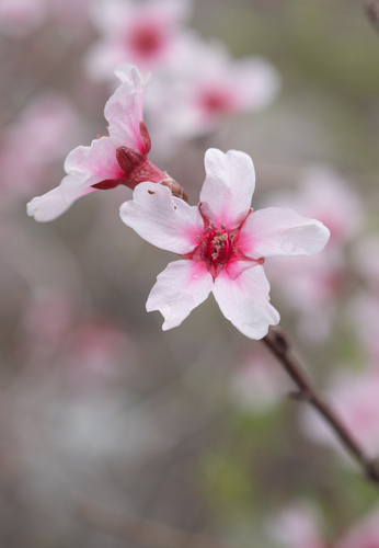 Prunus bucharica, photograph 3