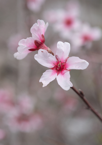 Prunus bucharica, photograph 4