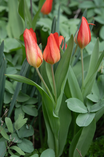 Tulipa praestans, photograph 5