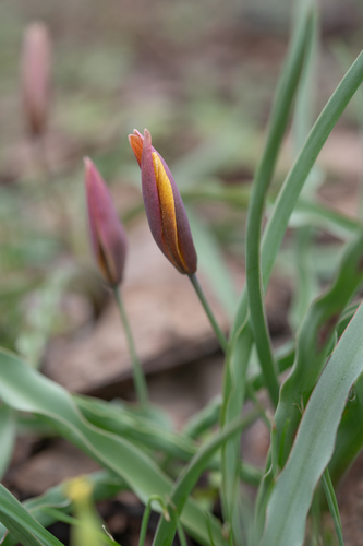 Tulipa hissarica, photograph 2