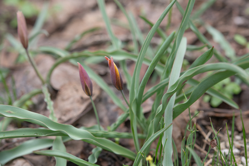 Tulipa hissarica, photograph 5