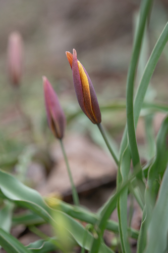 Tulipa hissarica