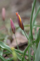 (c) Morten Ross, some rights reserved (CC BY) Tulipa hissarica, photograph (c) Morten Ross, some rights reserved (CC BY)