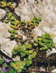 Teucrium pyrenaicum