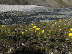 Ranunculus sulphureus