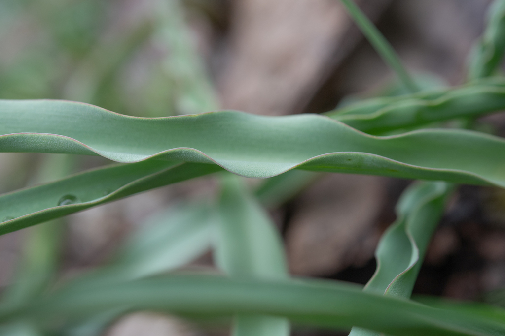 Tulipa hissarica; photograph (c) Morten Ross, some rights reserved (CC BY)