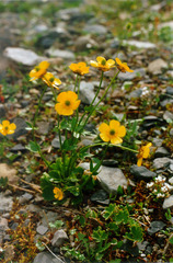 Ranunculus sulphureus