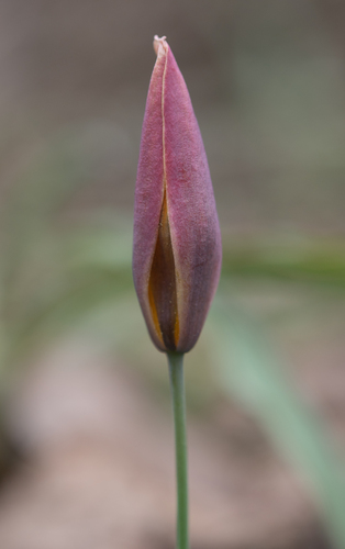 Tulipa hissarica, photograph 3