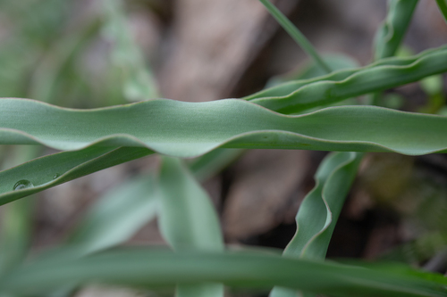 Tulipa hissarica, photograph 4