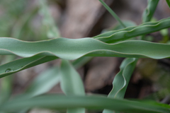 (c) Morten Ross, some rights reserved (CC BY) Tulipa hissarica, photograph (c) Morten Ross, some rights reserved (CC BY)
