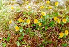 Ranunculus sulphureus