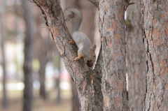 Sciurus vulgaris