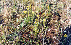 Ranunculus sulphureus