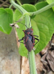 Piezogaster rubropictus