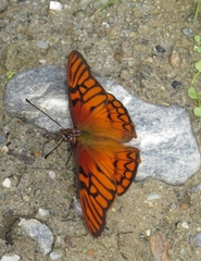 Dione glycera