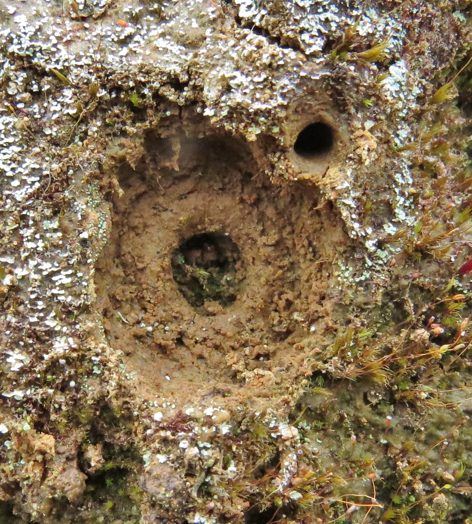 Pseudoxycheila atahualpa