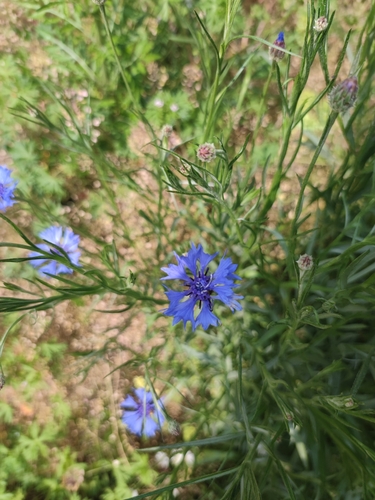 Cornflower