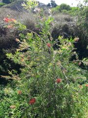 Melaleuca viminalis viminalis